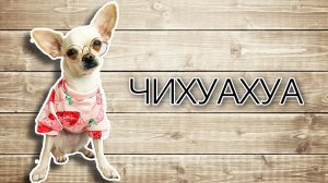О ЧИХУАХУА