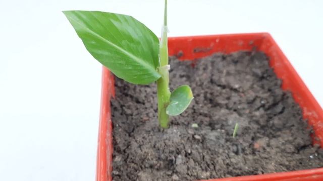 Everything you need to know about how to choose and grow Canna Indica Or Kolaboti Flower смотреть онлайн