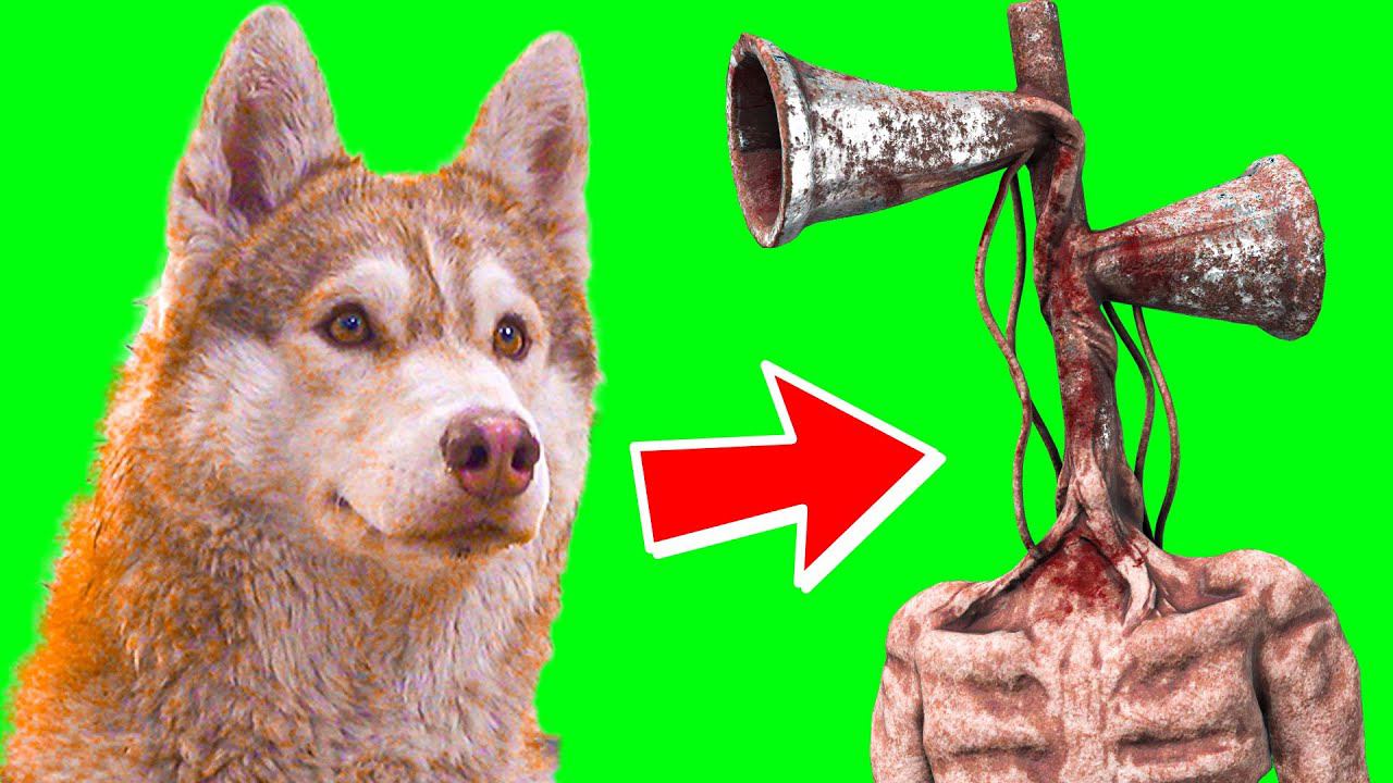 БУБЛИК ПРЕВРАТИЛСЯ В СИРЕНОГОЛОВОГО!! (Хаски Бандит) Говорящая собака смотреть онлайн