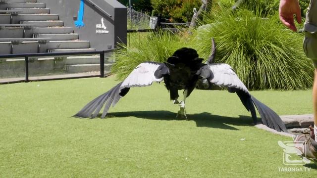 Andean Condor - Travel the Whole WILD World at Taronga Zoo Sydney! смотреть онлайн
