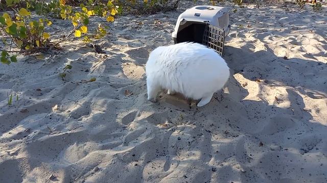 Вывели Максима на прогулку. Глухой кот на улице смотреть онлайн