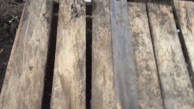 ВЗОШЛИ ТОМАТЫ ПРЯМОГО ПОСЕВА В ГРУНТ. Ольга Чернова. смотреть онлайн