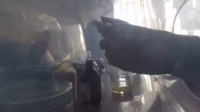 Инокуляция споровой взвесью на медовый агар и в питательную среду на отваре овса (@dimkasam) смотреть онлайн