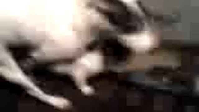 Собака барабака, и кот удот смотреть онлайн