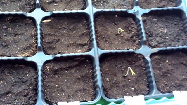 Как всходят семена томатов (помидор). Первые всходы 15 февраля 2015 г. How to germinate Tomatoes смотреть онлайн
