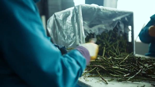 Обзор плантации Royal Flowers смотреть онлайн