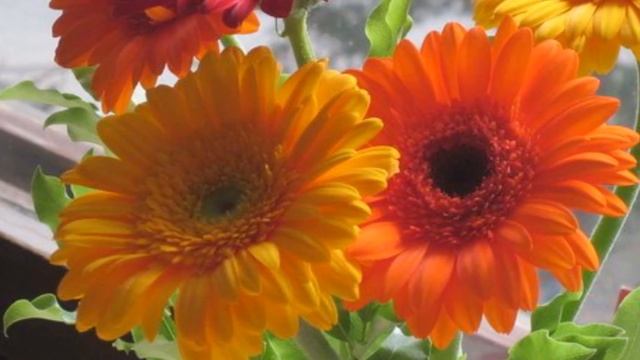 ✫✿♥ ОСЕННИЕ ЦВЕТЫ ОЛЕГ ТИХОМИРОВ ✫✿♥ смотреть онлайн