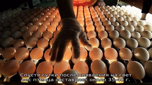 Как вылупляются цыплята смотреть онлайн
