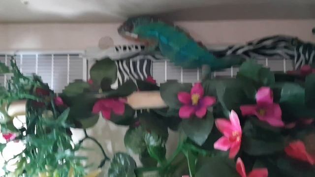 Friendly Pet Chameleon