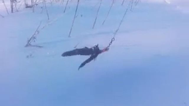 Охота на лису,подманивание. смотреть онлайн