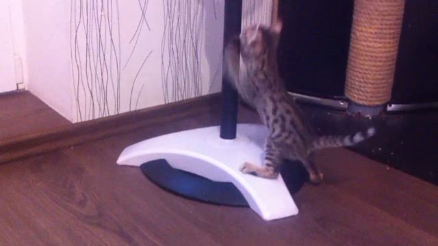 Малыши играют. Саванна F4. Nice Spotted Savannah.