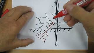 Ива формирование кроны