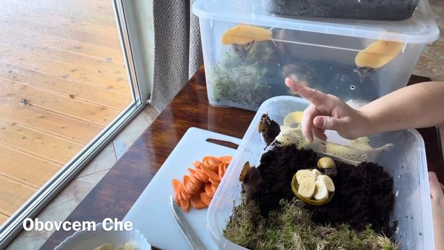 ВИДЕО МОТИВАЦИЯ | УХОД И ЗАБОТА ЗА АФРИКАНСКИМИ СУХОПУТНЫМИ УЛИТКАМИ АХАТИНАМИ смотреть онлайн