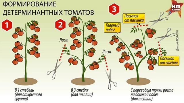 Вся правда о помидорах! Чем полезны и кому вредны! смотреть онлайн