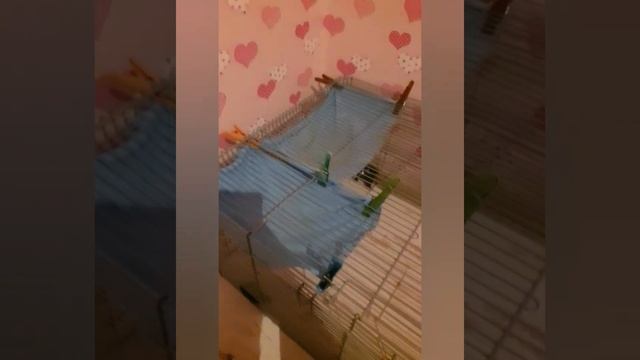 гамаки для крыс #клетка #крысы #грызуны #лайфхак #обустройство смотреть онлайн