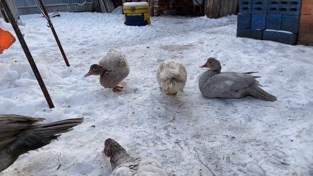 Новогодние чудеса в хозяйстве | Всех С Праздником 2023! Как живет птица зимой/Индоутки? Итоги года смотреть онлайн