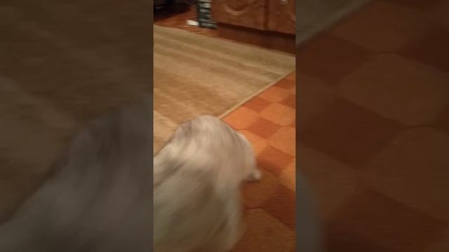 Смотреть всем как кошка ест чипсики🤣🤣🤣 смотреть онлайн