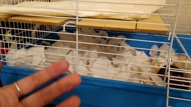 БУДЕТ ЛИ У ХОМЯКА КОЛЕСО И ДОМИК смотреть онлайн