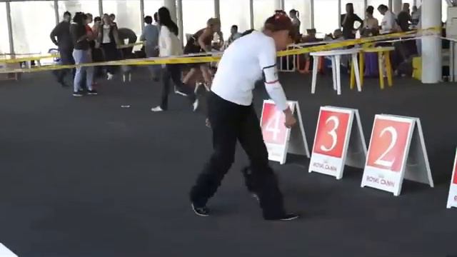 Angelic Charm Angey Gross - First Step In Ring