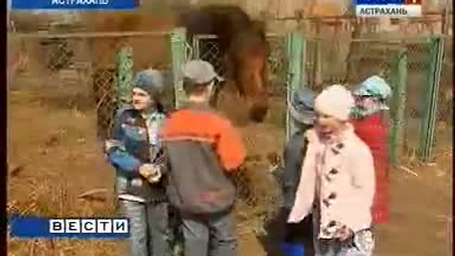 Юные астраханцы назовут новорожденного ослика смотреть онлайн