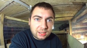 Мини-мясные куры