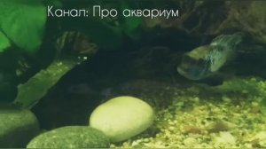 Наннакара неоновая,  Нерест и как вырастить мальков Часть 1