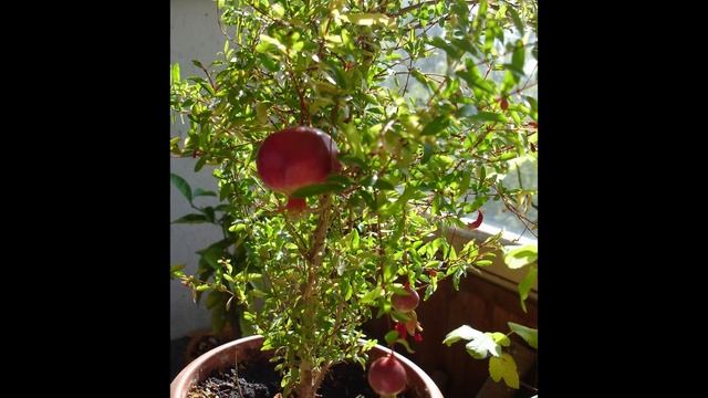 Как вырастить Гранат в домашних условиях, чтобы он плодоносил.