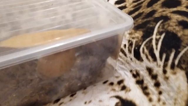 МОЖНО ЛИ ХОМЯКА СОДЕРЖАТЬ С КРЫСОЙ смотреть онлайн