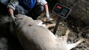 Самый большой Гисарский баран