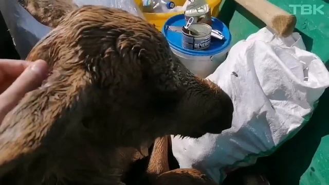 Спасли тонущего лосенка смотреть онлайн