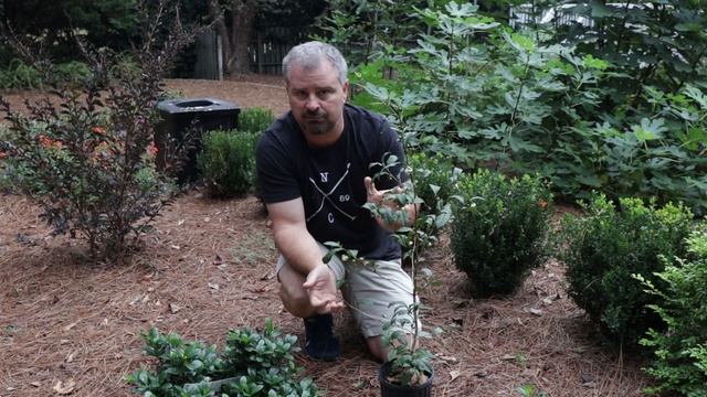 Tea Plant - Camellia Sinensis