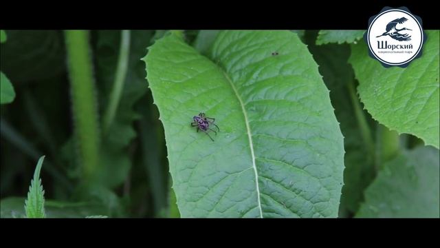 Особо охраняемая природная территория Шорский национальный