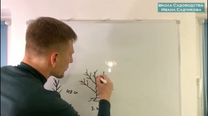 Обрезка персика