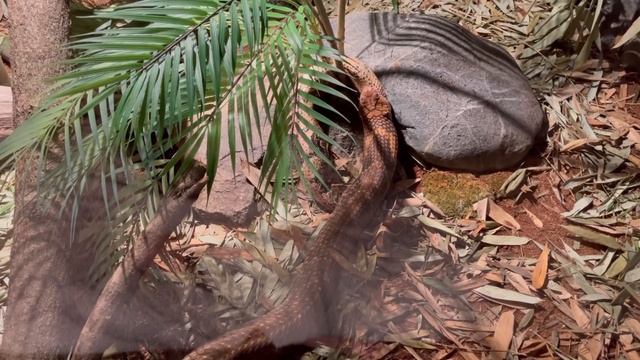 King cobra vs boa ( king cobra vs python ) 킹코브라 vs 보아뱀 ‼️snake video смотреть онлайн