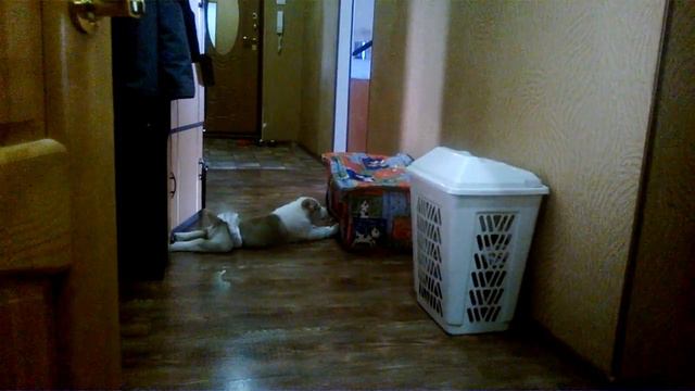 Неугомонный алабай смотреть онлайн