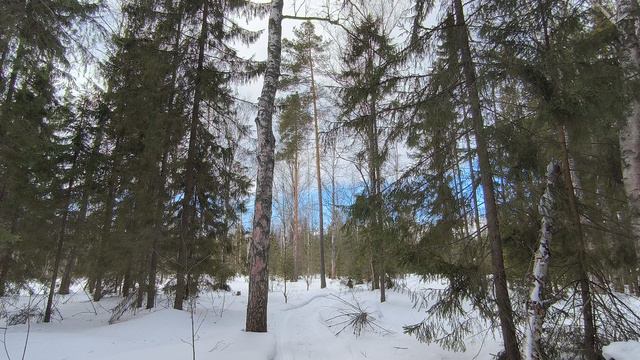 Солнечный день в зимнем лесу. ч.9. Март 2024 смотреть онлайн