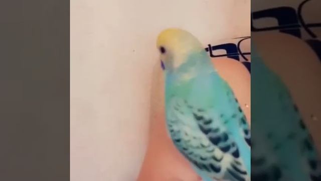 Как разговаривает волнистый попугай, птенец только начал говорить смотреть онлайн
