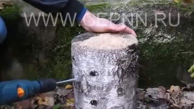 Посев грибов Вешенка смотреть онлайн