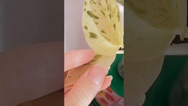 Scindapsus marble queen || Сциндапсус Марбл Квин смотреть онлайн