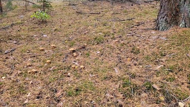 Белые грибы соснового бора. Канадское 