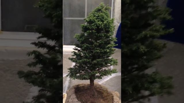 Cryptomeria japonica bonsai смотреть онлайн