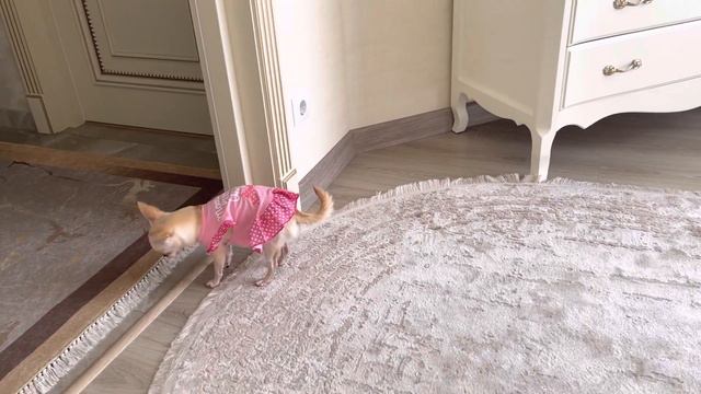 Подарочек для Мии, красивое платье 👗. смотреть онлайн