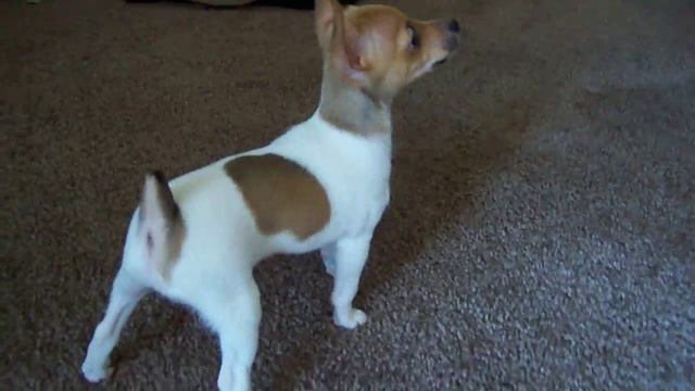 Molly The Toy Fox Terrier смотреть онлайн