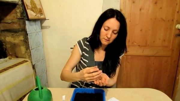 Кермек (статица, лимониум) Посев семян.