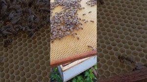 как сделать отводок на старую матку