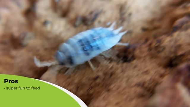 Top 5 Pet Isopods (oh, make that 16!) смотреть онлайн