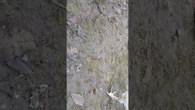 Куриная душа тожет просит любви и нежности. смотреть онлайн