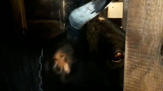 Ура! Привезли сено! В гостях у коров, свиней и козы.. смотреть онлайн