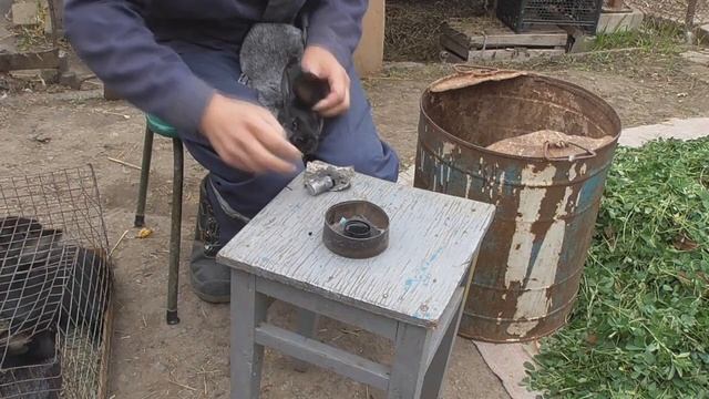 Маркировка кроликов БЕЗ ЩИПЦОВ смотреть онлайн