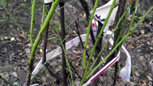 Персик укрытие на зиму спонбондом(агроволокном). смотреть онлайн